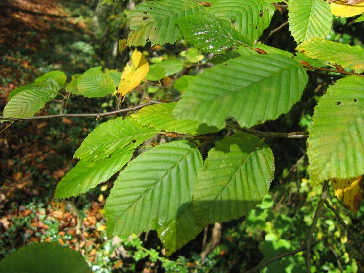 Carpinus betulus